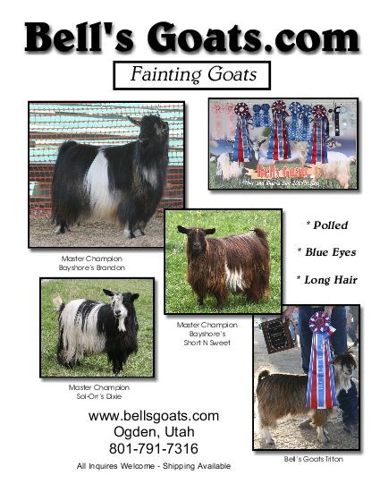 Click to View to Bells Goat's Ad